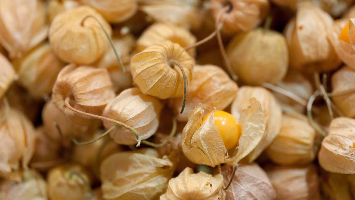 A detailed close-up photograph of fresh gooseberries wrapped in their natural husks, highlighting texture and detail.